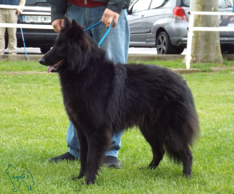 Queen De Belliamici EXC 4 Abierta hembras 